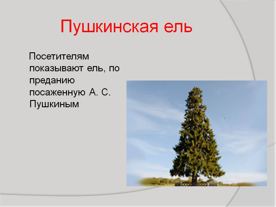 Пушкинская ель