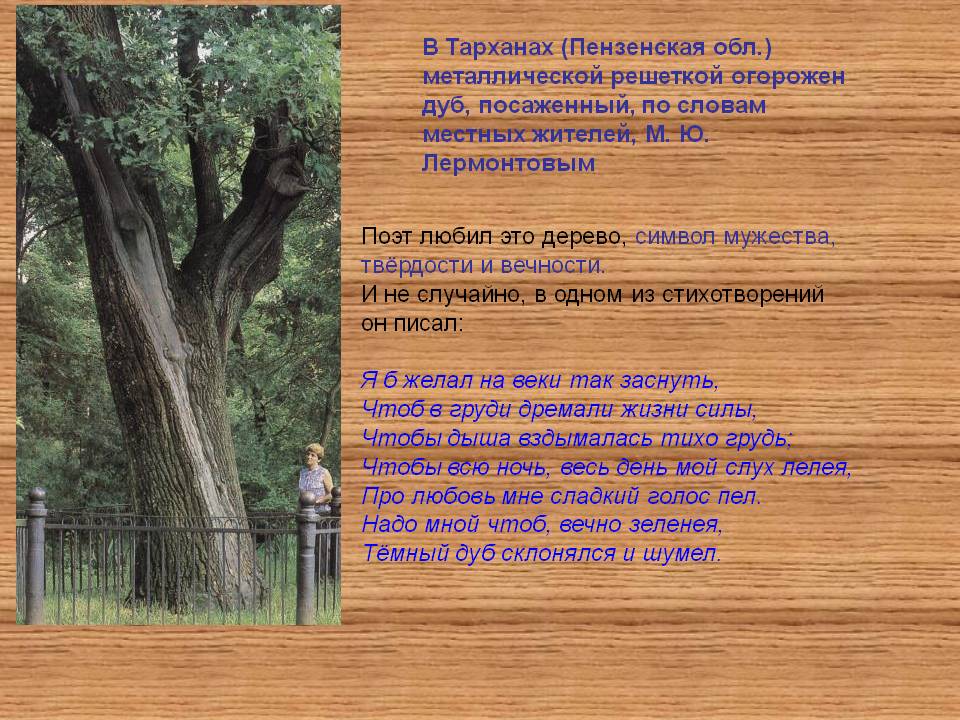 Металлической решеткой огорожен дуб, посаженный, по словам местных жителей, М. Ю. Лермонтовым