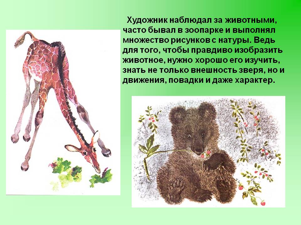 Произведение е чарушина кабан. Е.И . Чарушина о животных. Чарушин художник анималист.