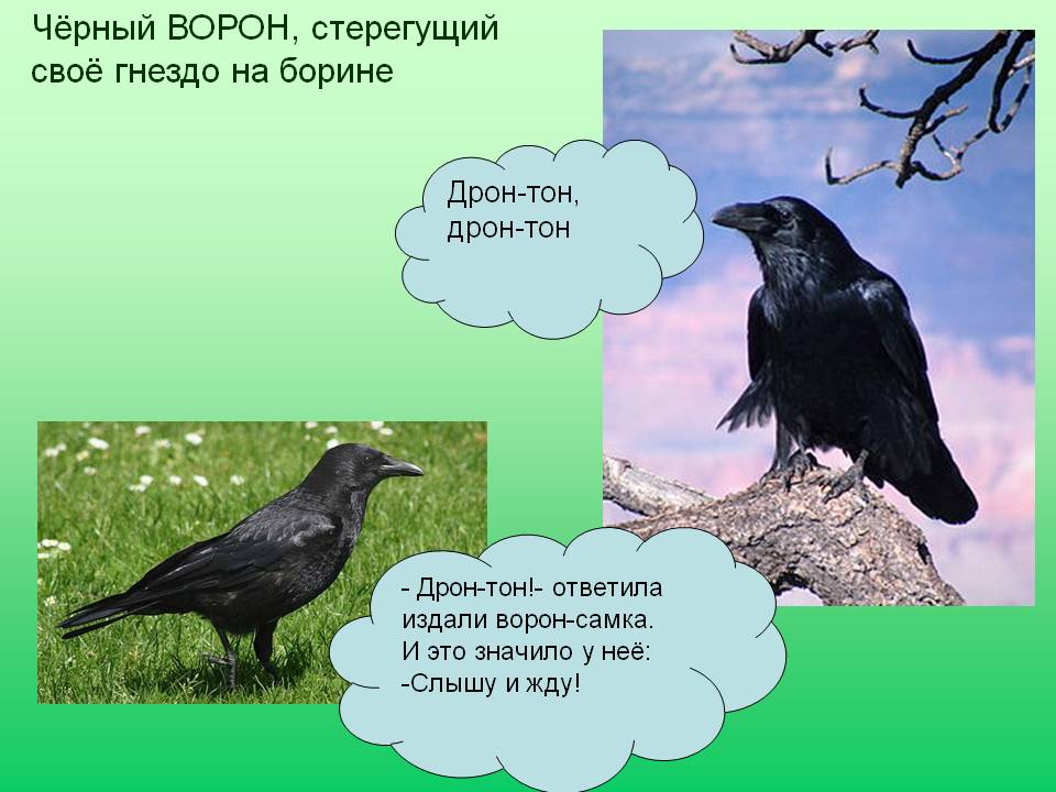 Чёрный ворон, стерегущий своё гнездо