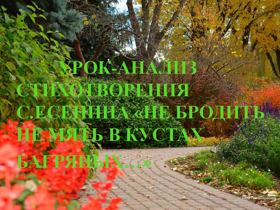 Анализ стихотворения С.А. Есенина «Не бродить, не мять в кустах багряных»