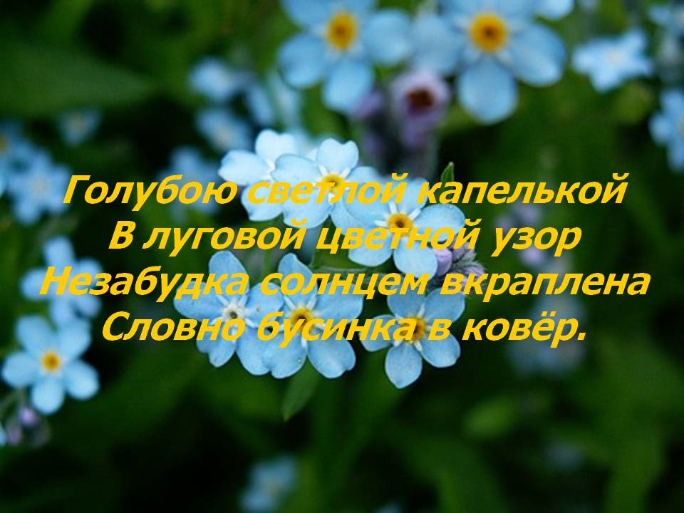 Незабудка цветок тима белорусских текст. Стихи про незабудки. Стихотворение про незабудку. Красивые стихи о незабудках. Стихи про незабудки короткие.